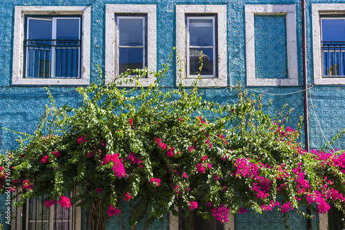 bougainvillea and facade covered with monochrome azulejos Lisbon, Portugal © hectorchristiaen