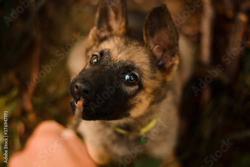 Cute puppy playing with stick. German shepherd  belgian malinois  mix breed