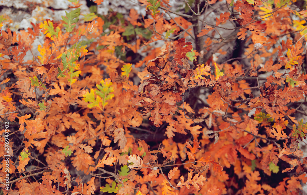 Oak leaves in autumn park. Fall concept.