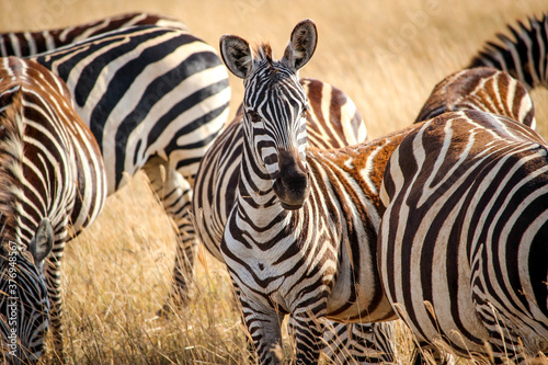 Fototapeta Naklejka Na Ścianę i Meble -  Zebras roaming in the Ngorongoro Crater, Tanzania