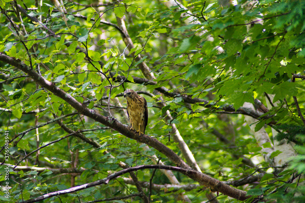 hawk hawk