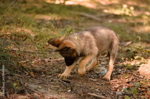 Cute puppy playing with stick. German shepherd, belgian malinois, mix breed