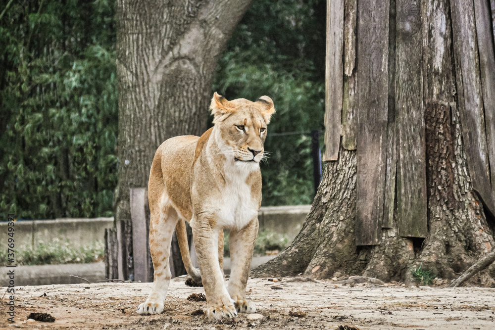 Fototapeta premium Lioness walking or standing