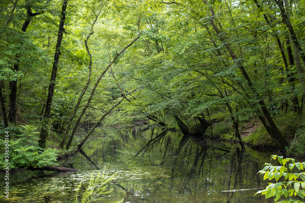 Fototapeta premium forest in the morning