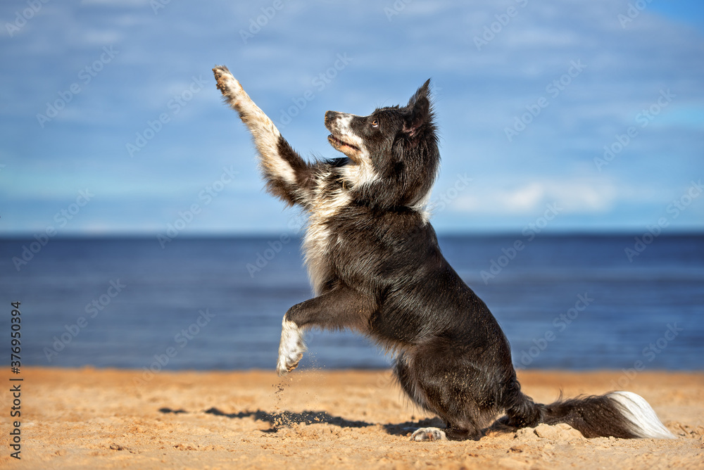 happy border collie dog gives paw on the beach