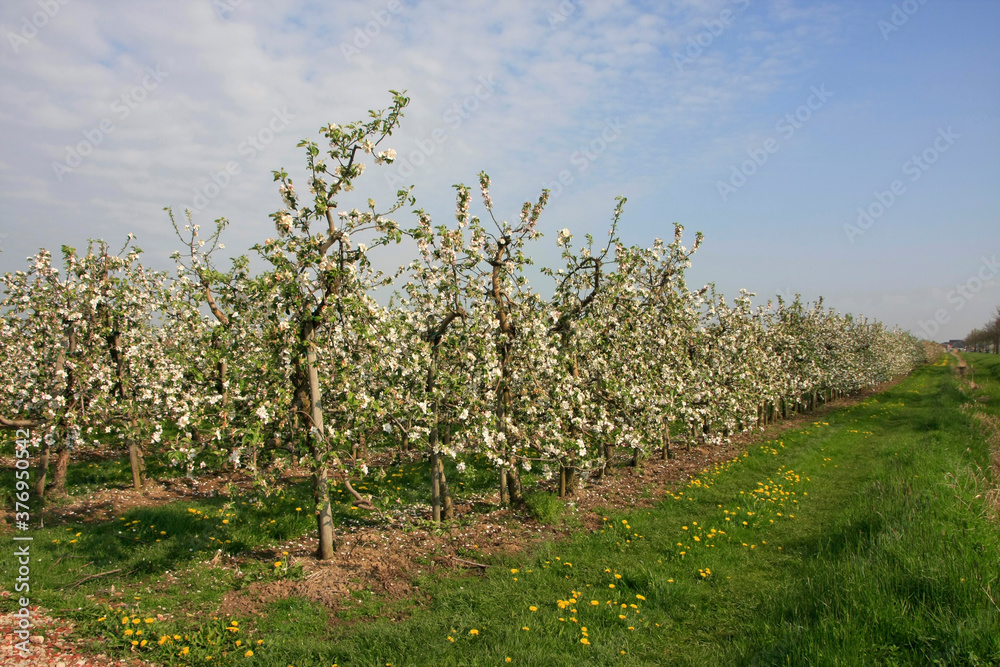 Bluetezeit in den Apfelplantagen im Alten Land bei Jork. Niedersachsen, Deutschland, Europa 