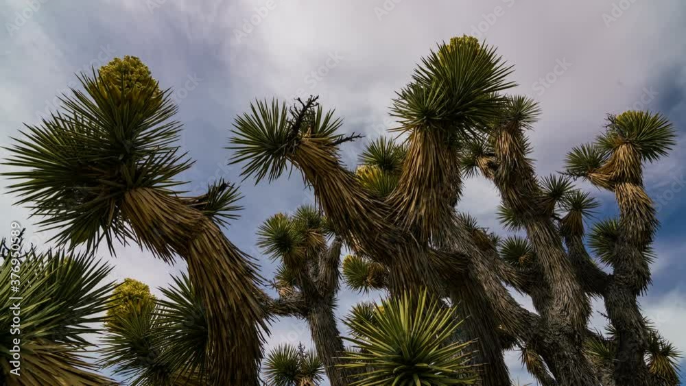  Timelapse low angle tracking shot of Joshua Tree at full bloom in Mojave National Preserve, California