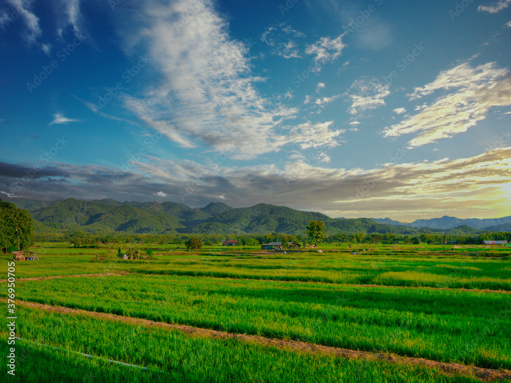 Rice growing on the fields With a mountain background While the sun shines through the clouds