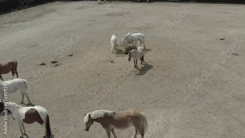 Chevaux 