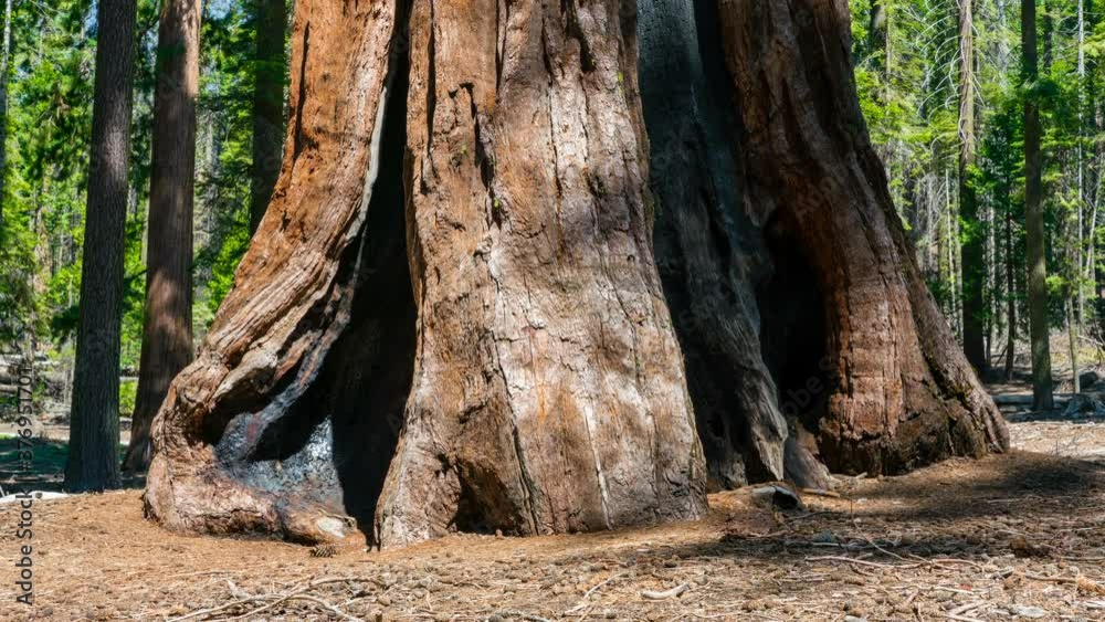 Timelapse tracking shot of sunlight on trunk of Giant Sequoia in Mariposa Grove in Yosemite National Park Timelapse tracking shot of sunlight on trunk of Giant Sequoia in Mariposa Grove in Yosemite National Park