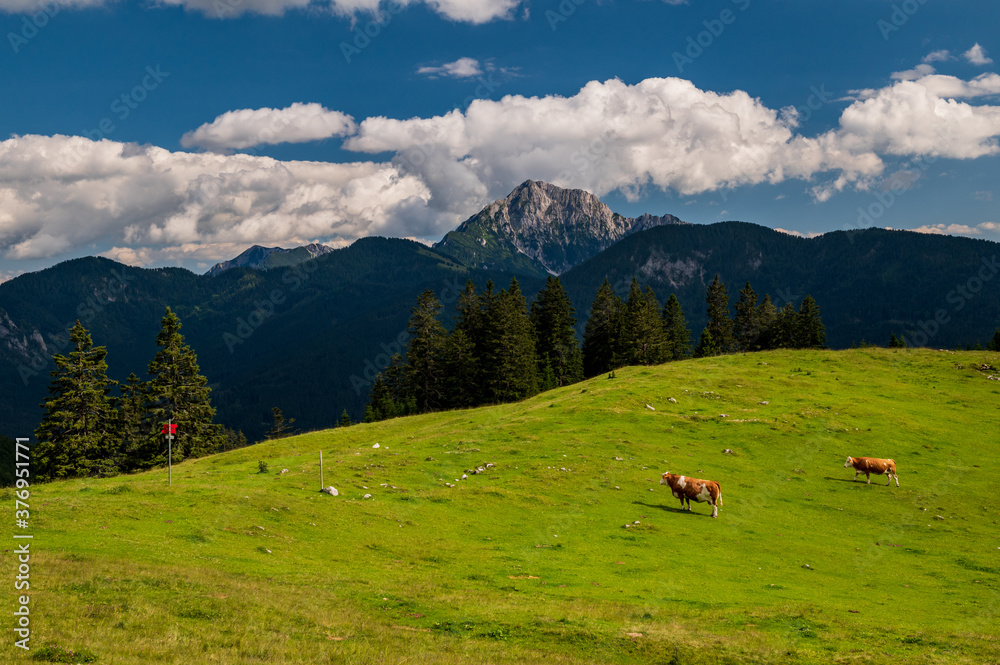 Herd of cows grazing on alpine meadow in summer. Steep slopes, huge limestone walls, panoramic peaks with valleys, challenging terrain in Karavanke mountains, Slovenia Karawanken, Carinthia, Austria