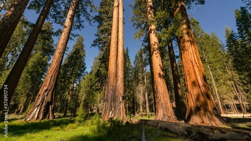  Timelapse of evening sunlight on Giant Sequoia in Mariposa Grove in Yosemite National Park