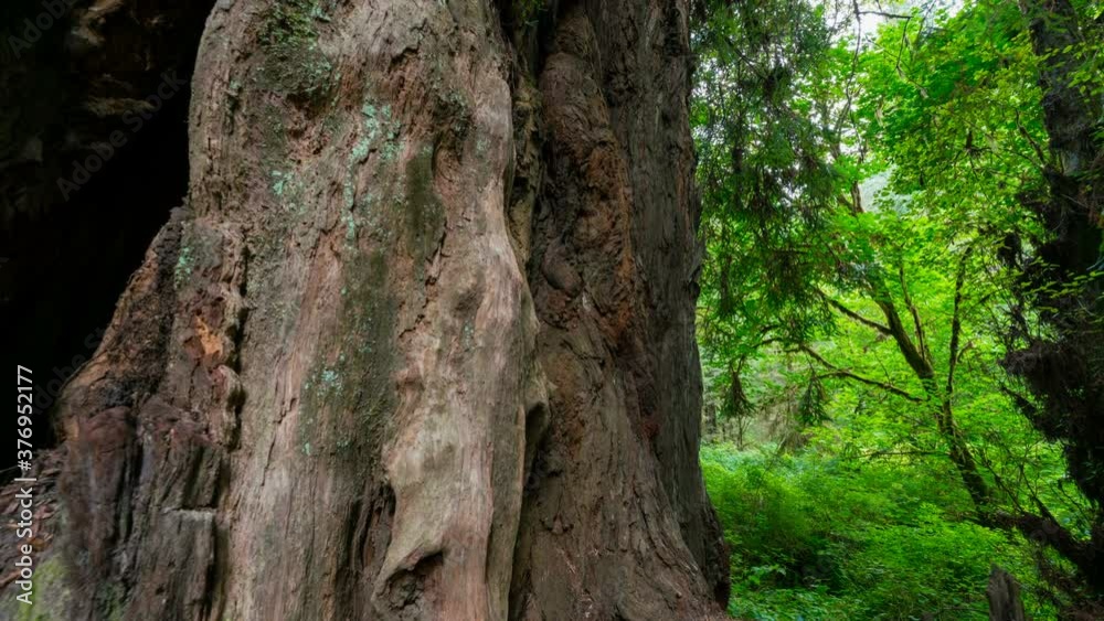 Time lapse tracking shot of giant Redwood in sunlight in Northern California Time lapse tracking shot of giant Redwood in sunlight in Northern California