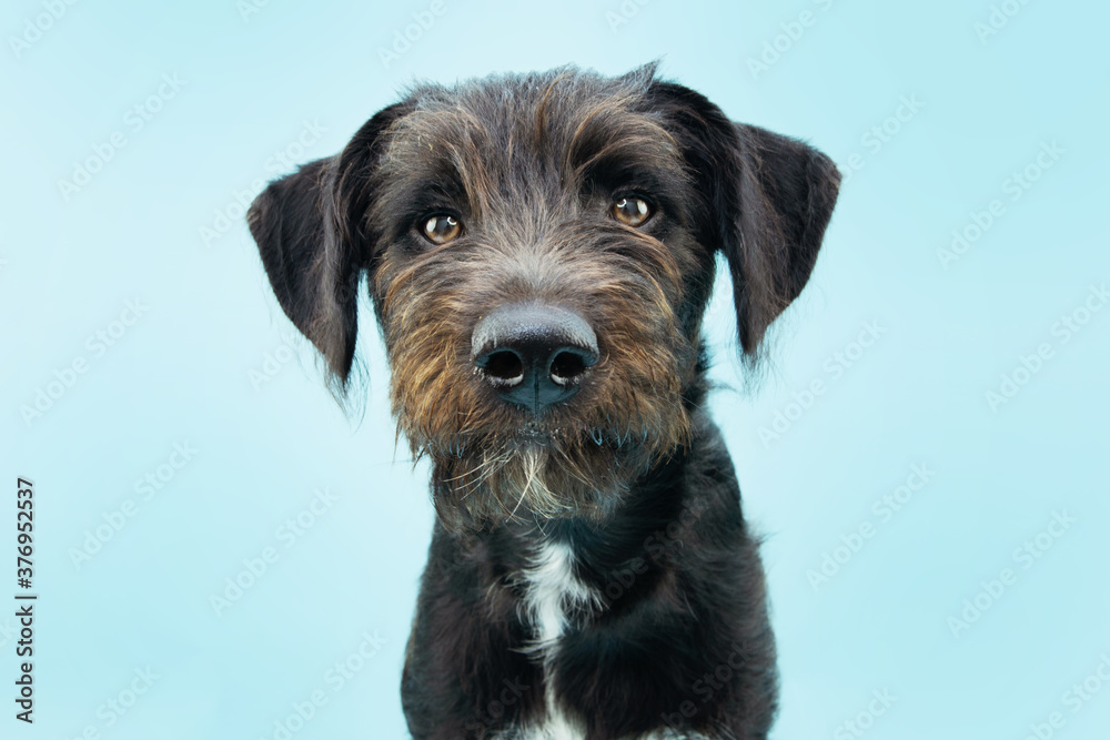 Portrait serious black puppy dog. Isolated on blue background.