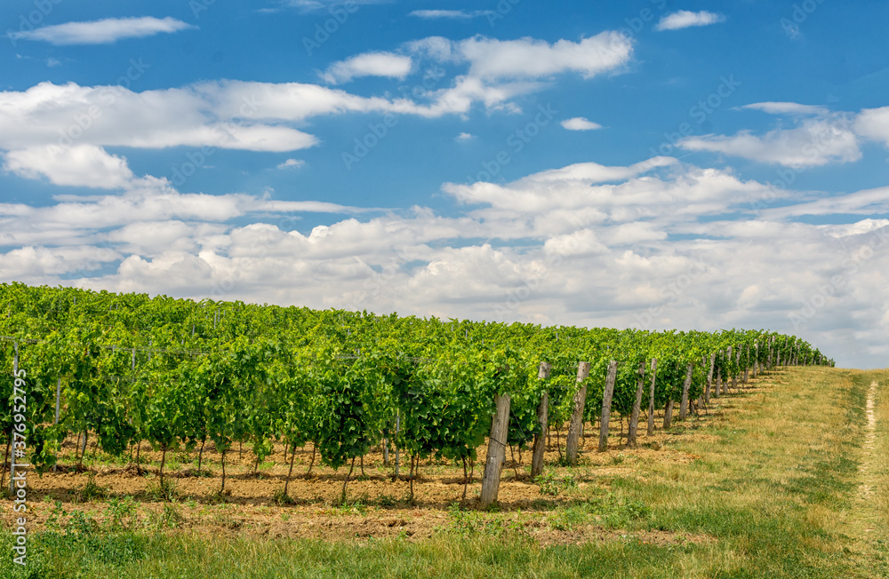 South Moravia Czech wine orchard.