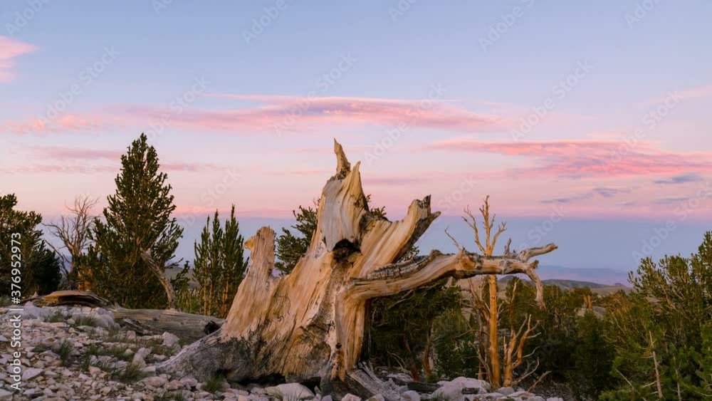 Timelapse of sunset sky over stump at Ancient Bristlecone Pine Forest in White Mountain, California Timelapse of sunset sky over stump at Ancient Bristlecone Pine Forest in White Mountain, California