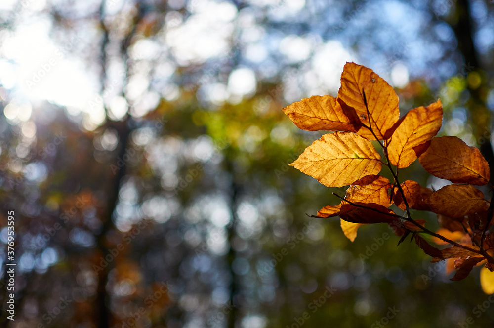 El sol atraviesa las hojas en el bosque en otoño El sol atraviesa las hojas en el bosque en otoño