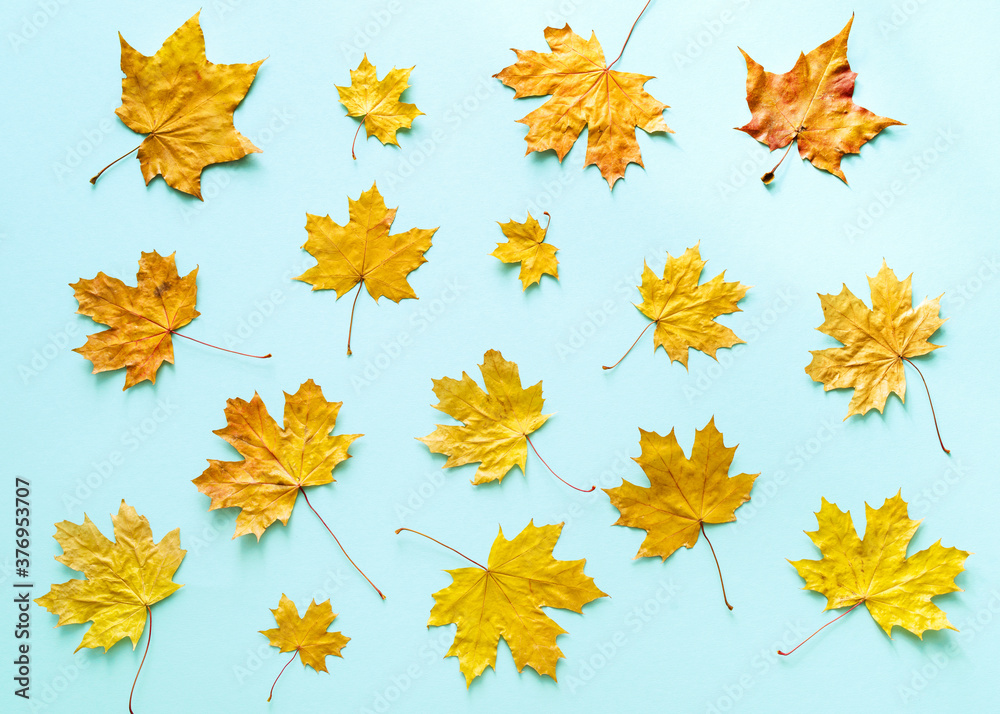 Autumn bright background pattern with yellow autumn maple leaves on a blue background, top view Autumn bright background pattern with yellow autumn maple leaves on a blue background, top view