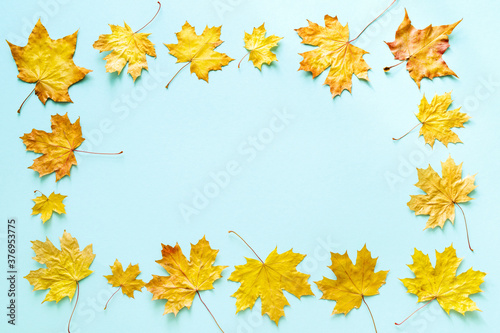 Autumn bright background frame with yellow autumn maple leaves on a blue background, top view, copy space for text