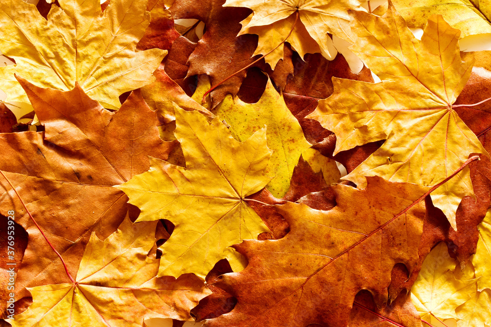Fototapeta premium Autumn bright textural leaves background. Yellow autumn leaves, top view.