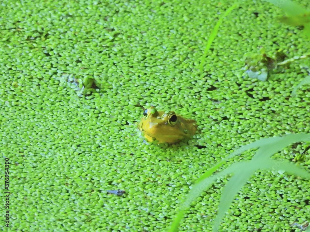 Bullfrog Juvenile in Bright Green Algae Pond with Head and Frog Eyes Visible Amphibian in Water
