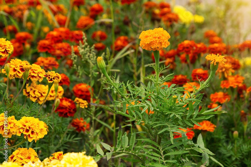 Tagetes marigold flowers. Orange red autumn flowers in garden. Fall floral background