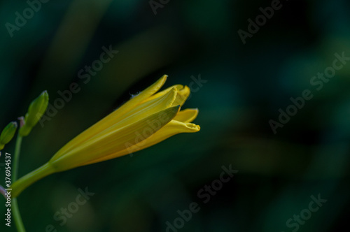 Yellow day lily, lily on the blurred dark background. Botanical macrophotography for illustration of lily