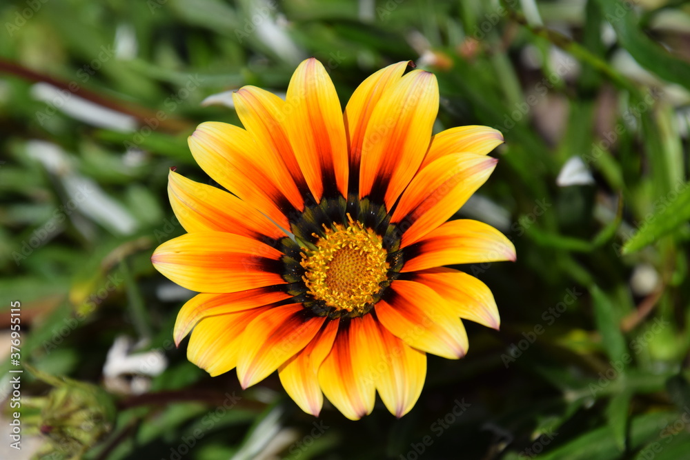 Flor naranja amarilla Flor naranja amarilla