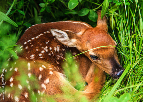 White tail deer fawn laying in grass