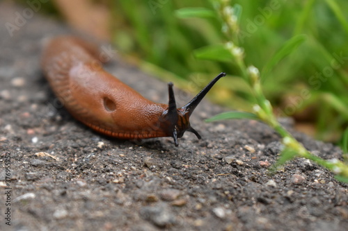 Brown slug crawling on the asphalt