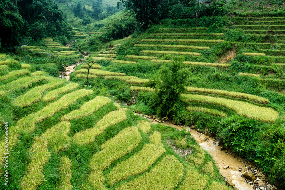 rice fields of Sapa valley in Vietnam