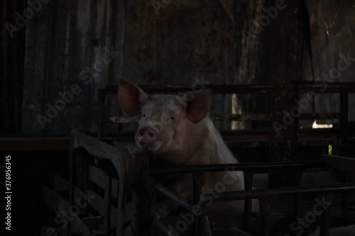 Cerdo encerrado en la porqueriza © audelojh