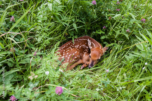 White tail deer fawn in spring grass
