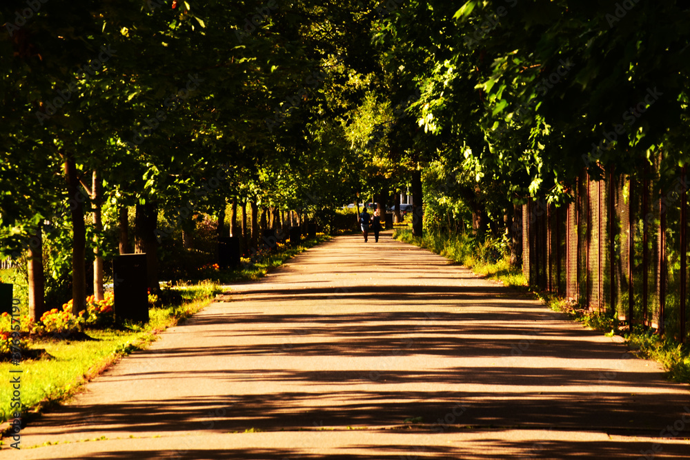shady alley in the sun and among the trees shady alley in the sun and among the trees