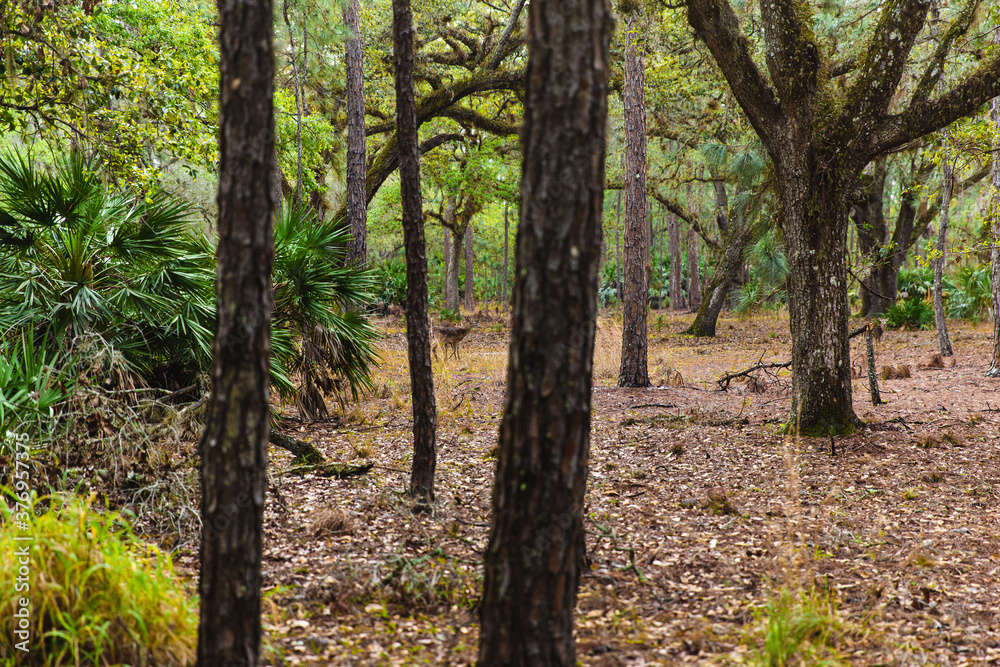 deer in the distance in a green forest with orange leaves on the ground deer in the distance in a green forest with orange leaves on the ground