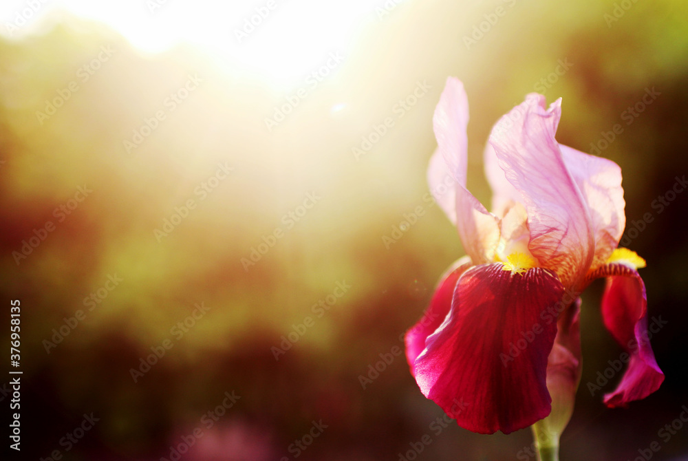 Obraz premium Full bloom Iris flower in the spring time 