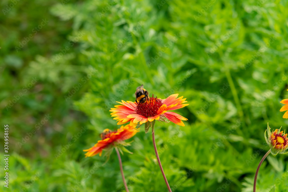 The bee collects nectar from the flowers of Rudbekija. The bee collects nectar from the flowers of Rudbekija.