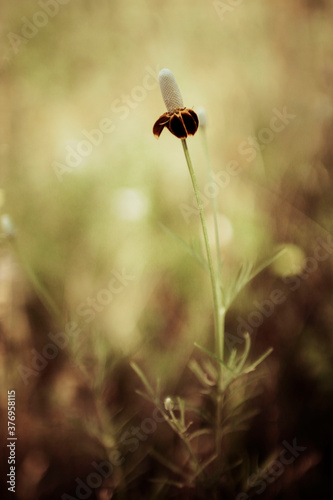 Texas wildflower growing in the sunlight in the countryside 