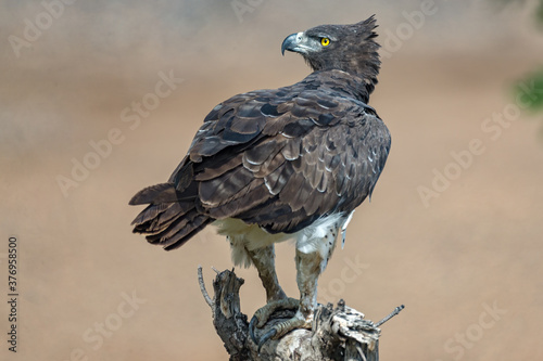 Martial Eagle
