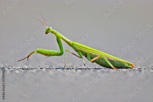 Green praying mantis on a background of asphalt. European Mantis or Praying Mantis, Mantis Religiosa. A pet. Macro.