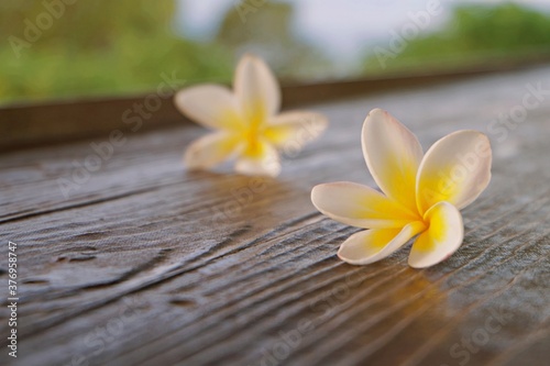 Frangipani flower on the wooden table with soft sunlight, relaxation and peaceful concept © tpap8228