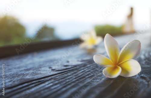 Frangipani flower on the wooden table with soft sunlight  relaxation and peaceful concept