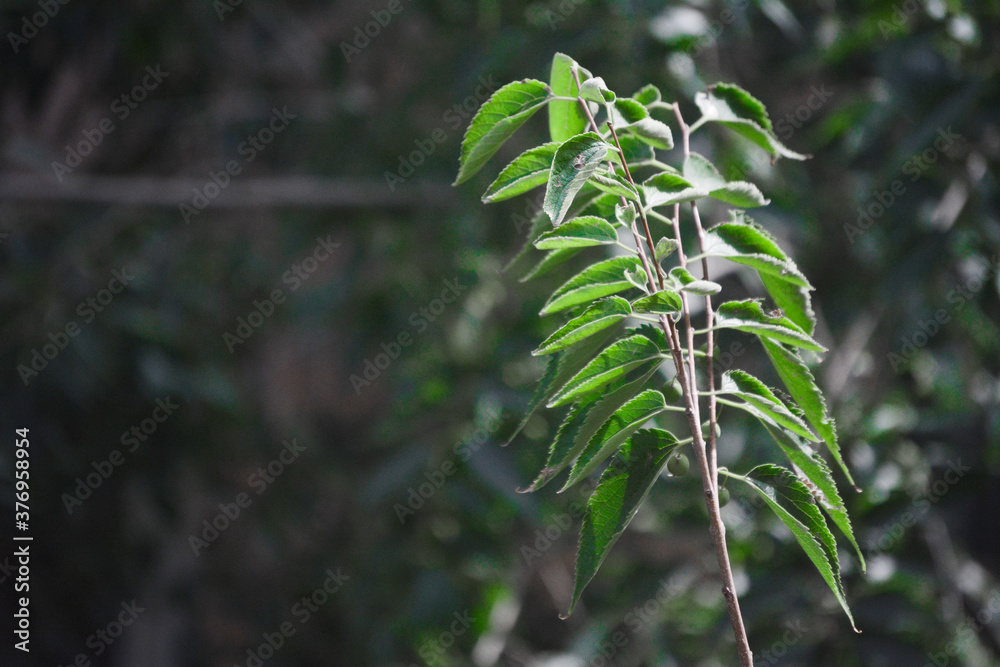 Green Plant Close-Up