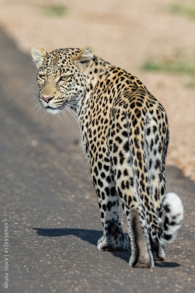 Fototapeta premium Leopard
