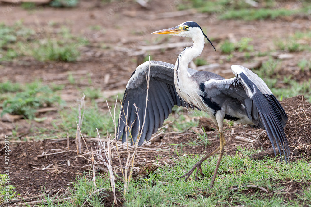 Fototapeta premium Grey Heron