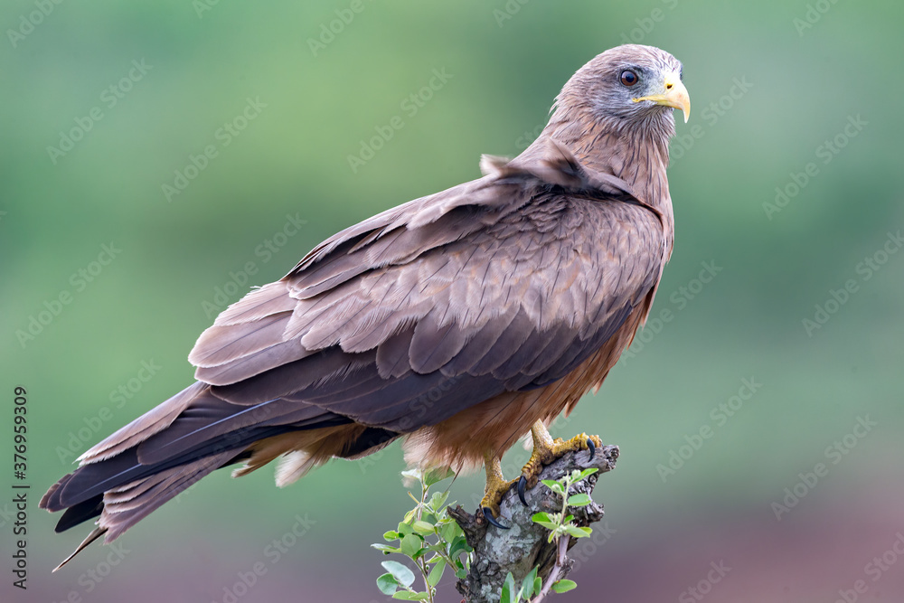 Yellow-billed Kite Yellow-billed Kite
