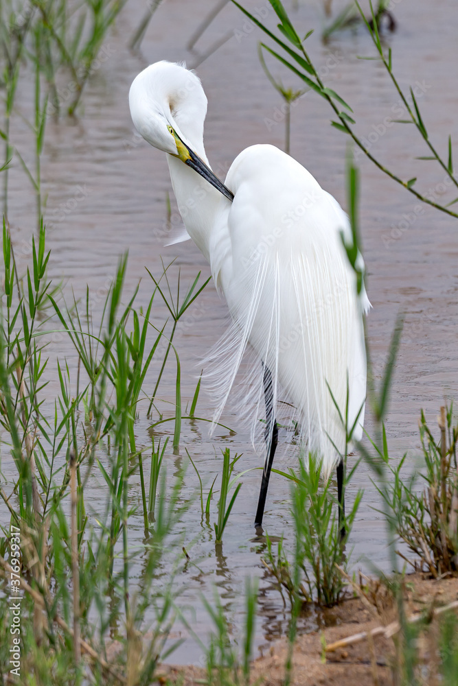 Fototapeta premium Great Egret