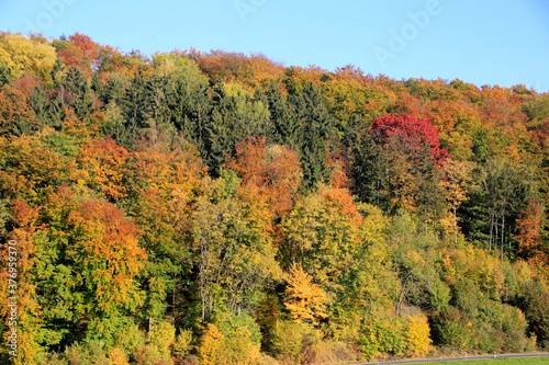 Farbenfrohes Laub im Herbst an den Baeumen. Rhoen, Thueringen, Deutschland, Europa
