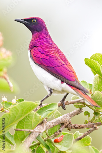 Violet-backed Starling Male