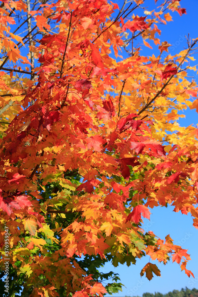 Farbige Herbstblaetter auf einem Ahornbaum. Rhoen, Thueringen, Deutschland, Europa